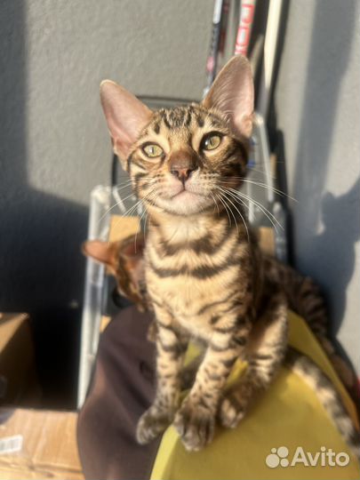Бенгальские котята