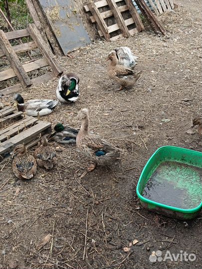 Утки хохлатые