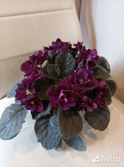 Сортовые фиалки