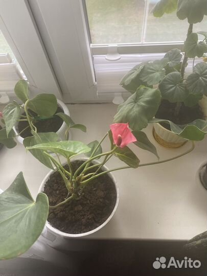 Комнатные цветы антуриум