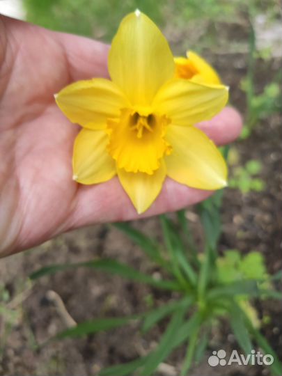 Луковицы нарциссов