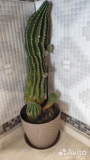 Кактус вместе с горшком