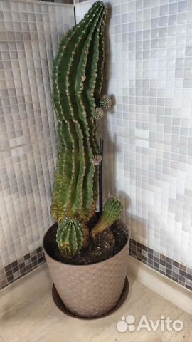 Кактус вместе с горшком