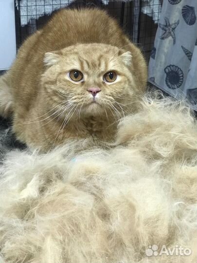 Стрижка собак и кошек