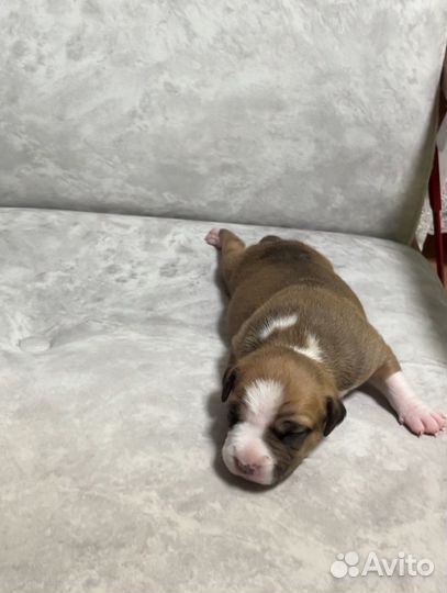 Бронирование крупных щенков амстаф терьера