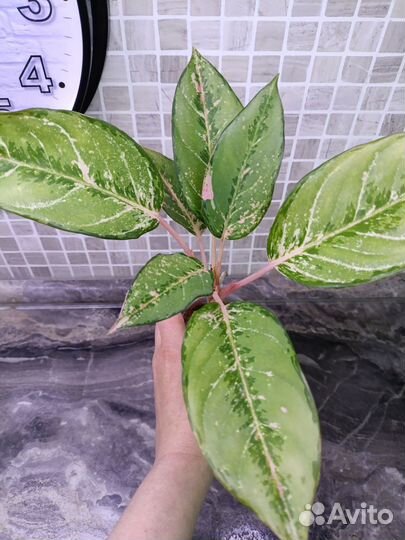 Аглаонема Цинта