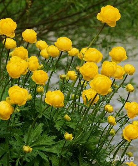 Хоста волнистая, бергамот, купальница, дельиниум