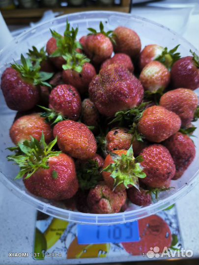 Клубника свежая домашняя