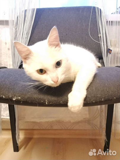 В добрые руки