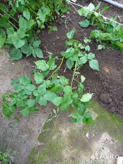 Ежевика без шипов