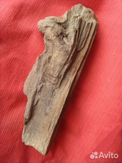 Доисторическое окаменелое дерево, уникальное