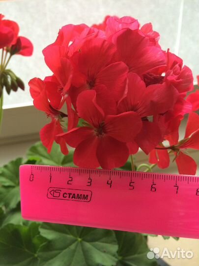 Пеларгония герань