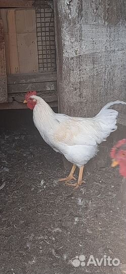 Молодые петушки