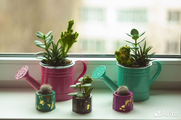 Флорариум, прикольный подарок, букет, кактусы