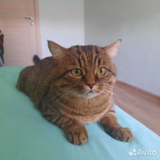 Отдаю котика в добрые руки