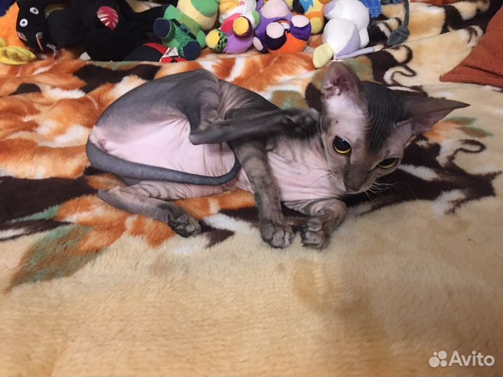 Донской сфинкс