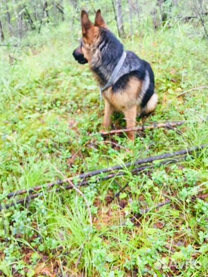 Немецкая овчарка