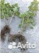 Черная смородина саженец