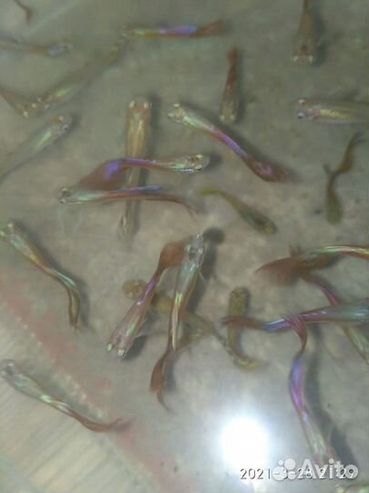 Трава для аквариума