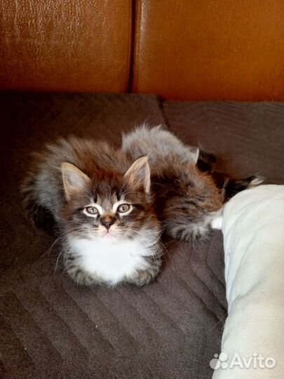 Курильский бобтейл