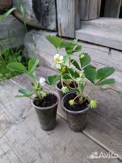 Рассада клубники в стаканчиках