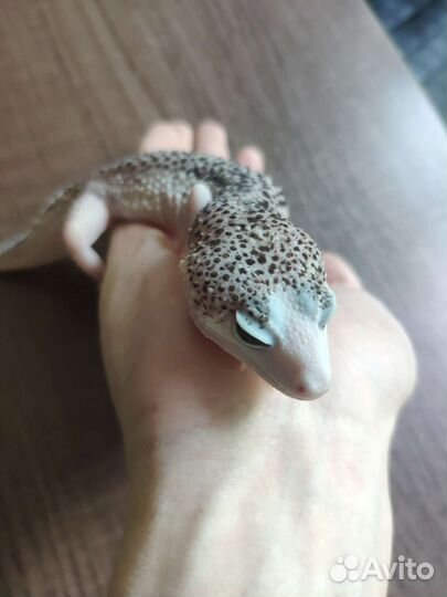 Пятнистый эублефар Super Black Hole