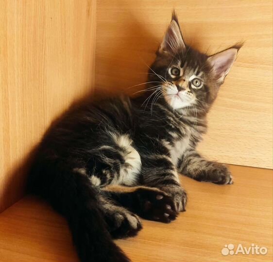 Котята Мейн Кун