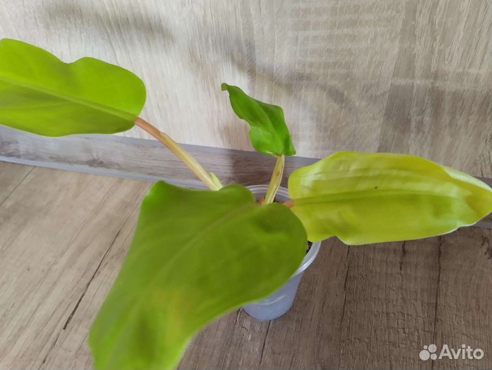 Филодендроны