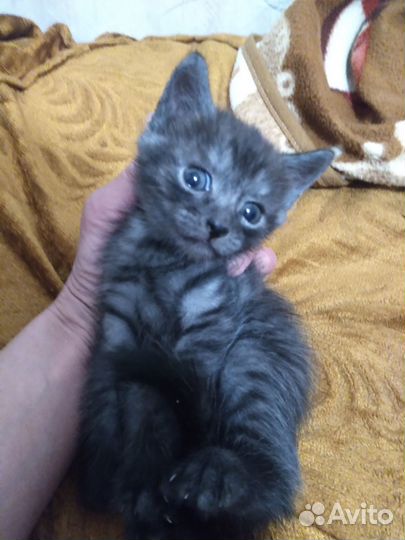 Отдам в добрые руки