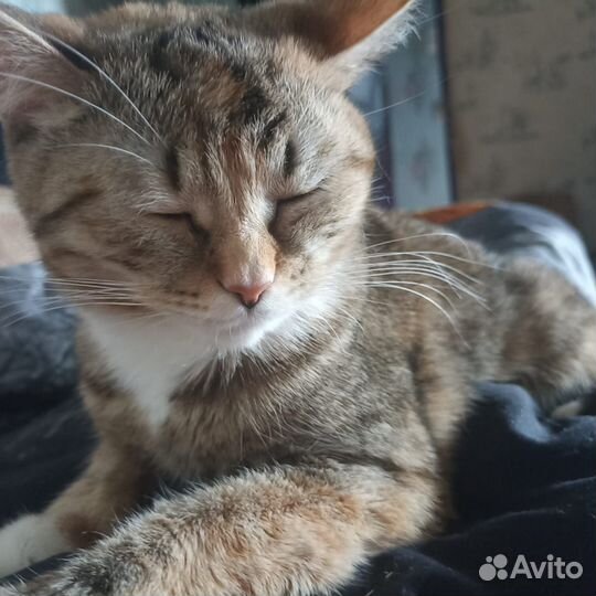 Домашние животные кошки