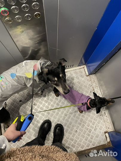 Выгул собак