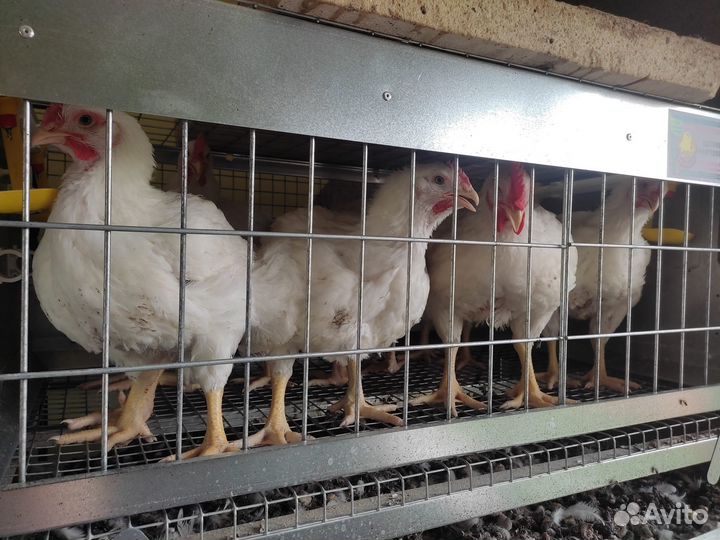 Мясо бройлера домашнее, яйцо, тушенка