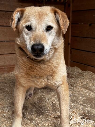 Взрослая Ватрушка из приюта мечтает о доме