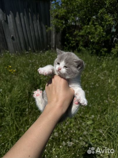 Красивый котенок девочка