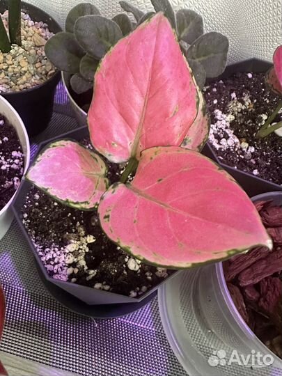 Аглаонема Red zircon