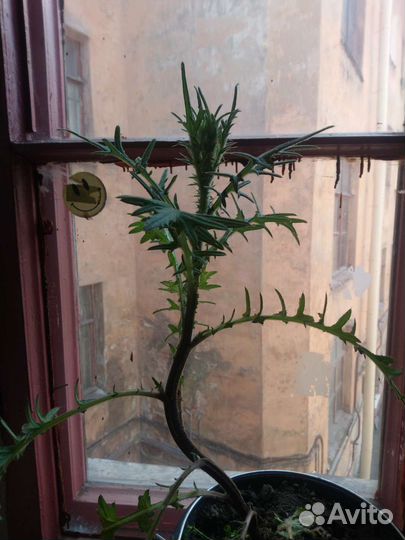 Чертополох в горшке