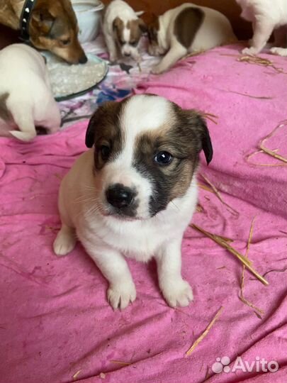 Собака щенок бесплатно