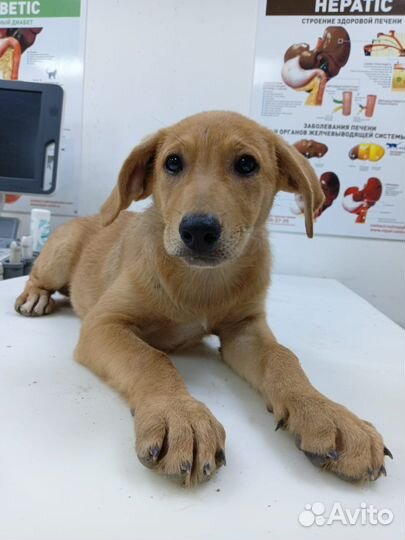 Собака в добрые руки отдам бесплатно