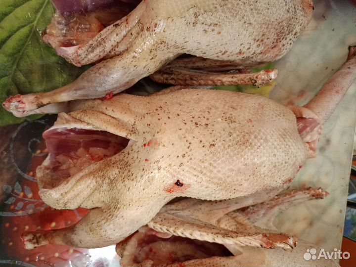 Гусиное мясо