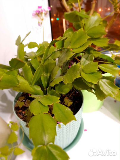 Отростки комнатных растений