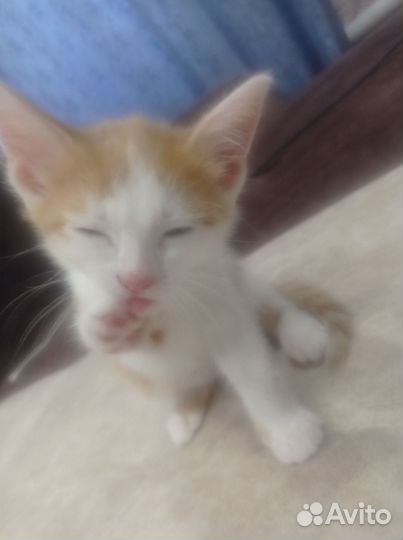 Отдам даром бесплатно