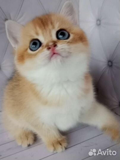 Шотландская