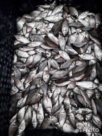 Живец карась