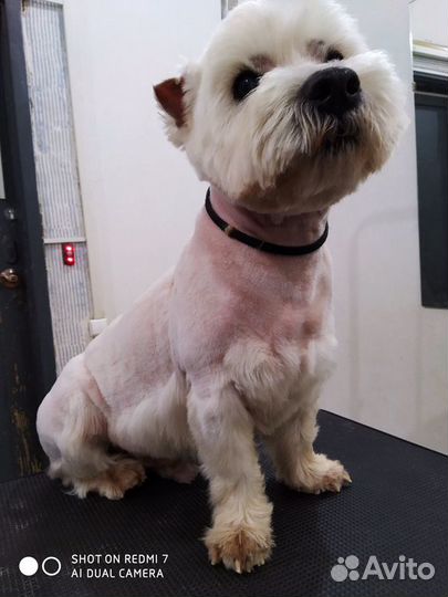 Стрижка собак