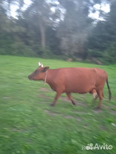 Коровы дойные молочные