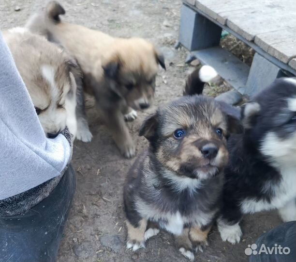 Щенки хаски в добрые руки бесплатно