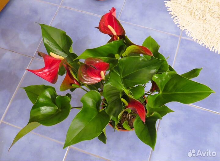 Антуриум Динамит Ред(Dynamite Red)