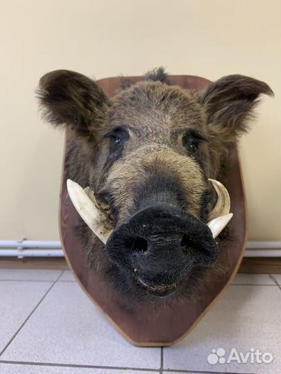 Чучело головы кабана