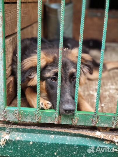 Собака Шкипер