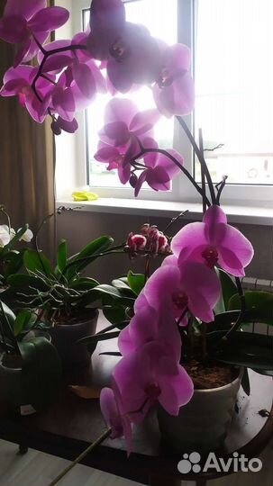 Орхидея фаленопсис